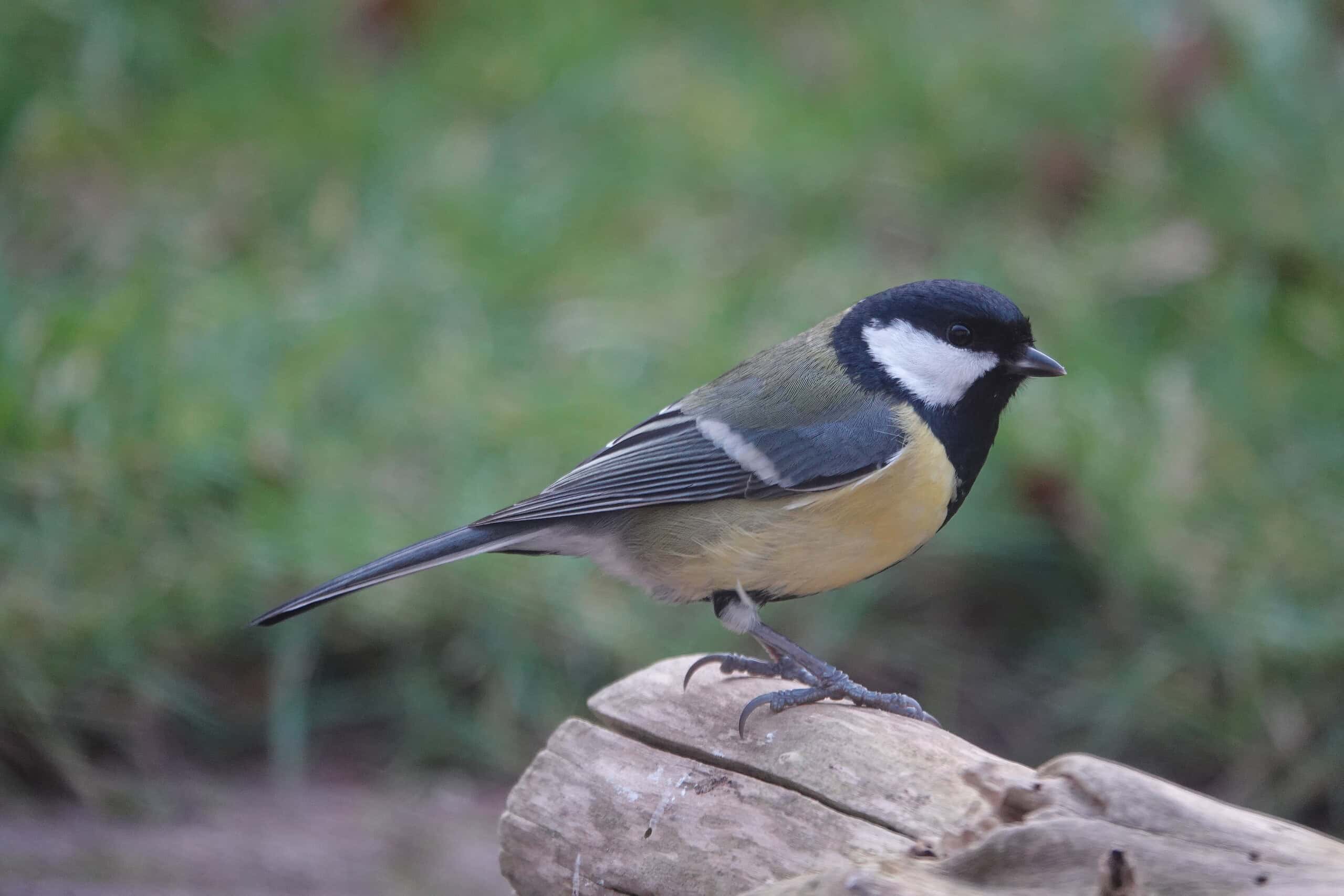 vogelzangexcursie – foto aangeleverd vogelzangexcursie - foto aangeleverd