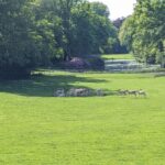 Herten zoeken verkoeling in Park Rams Woerthe (foto: Streekomroep De Werven).